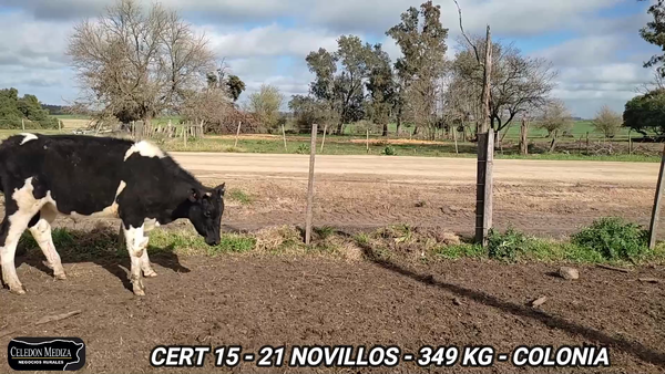 Lote 21 Novillos 1 a 2 años en cOLONIA