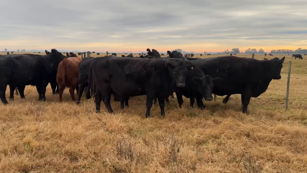 Lote 14 Vacas CUT preñadas
