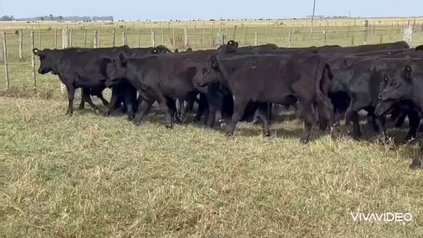 Lote 63 Terneros en Dolores, Buenos Aires