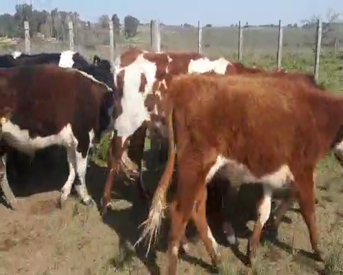 Lote 18 Novillos HEREFORD ANGUS Y CRUZAS 270kg - , San José