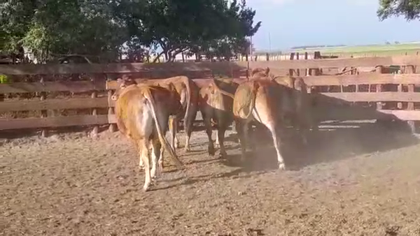 Lote VACAS PREÑADAS