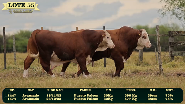 Lote LOTE 55