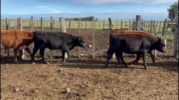 Lote TERNEROS Y TERNERAS