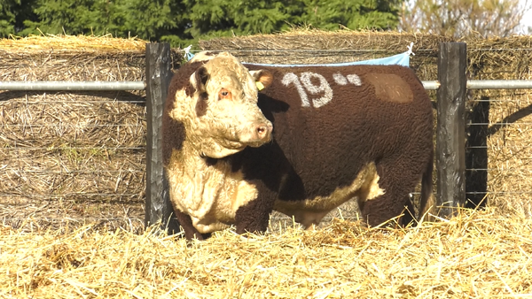 5 - 4060 — TOROS P. HEREFORD PURO REGISTRADO