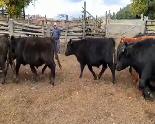 Lote 50 Novillo Engorda en Coyhaique, XI Región Aysén