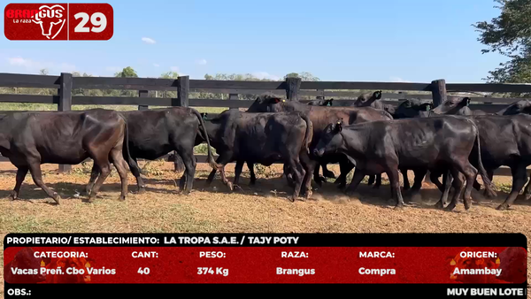 Lote LOTE 29 - POR PANTALLA