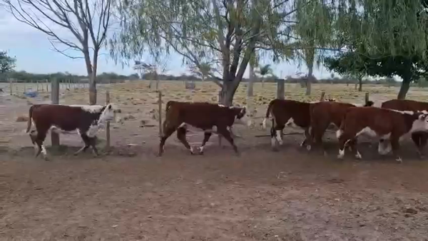 Lote 120 Terneros/as