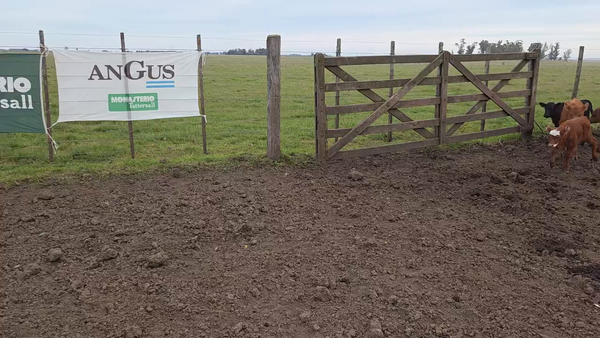 Lote 75 Vacas nuevas C/ cria en Balcarce