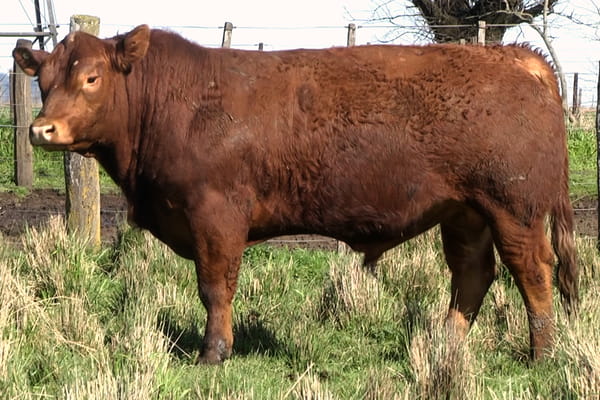 721 — Toros PC