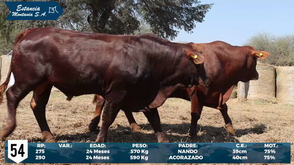 Lote LOTE 54