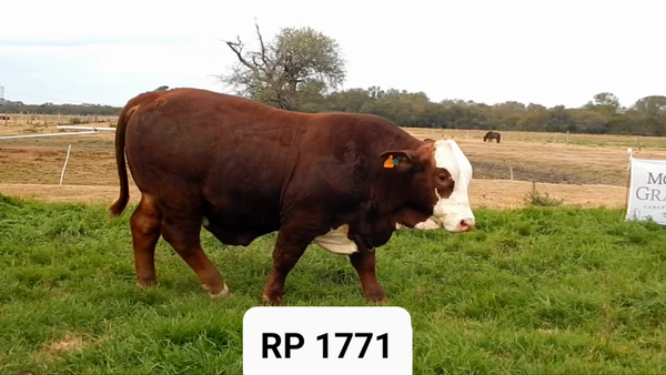 Lote CABAÑA MONTE GRANDE