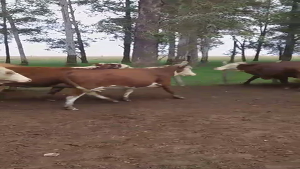 Lote 11 Vaca Consumo