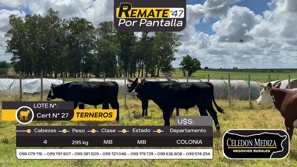 Lote 4 Terneros en Radial Conchillas, Colonia