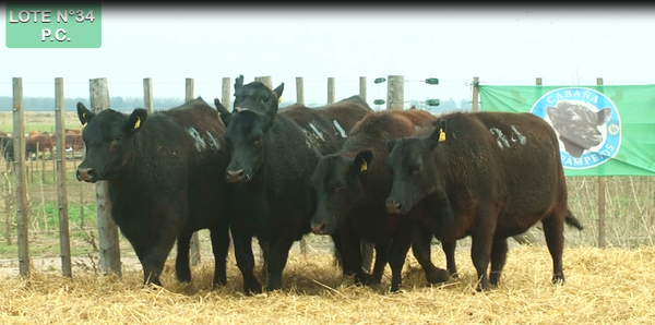 Lote VAQUILLONAS P.C. 15 MESES - PREÑADAS - PARICION PRIMAVERA