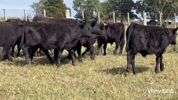 Lote 57 Terneros en Dolores, Buenos Aires