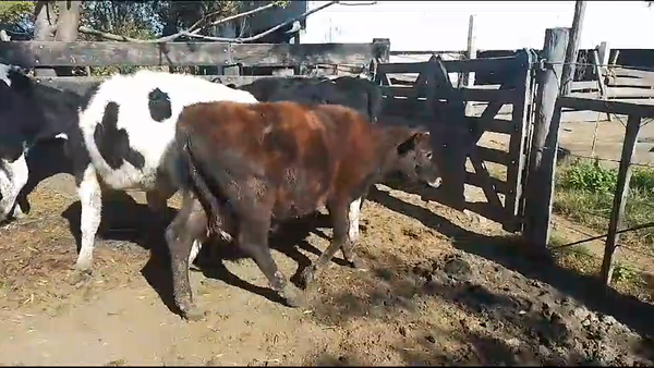 Lote 4 Terneros Hol Cr en Jesus Maria