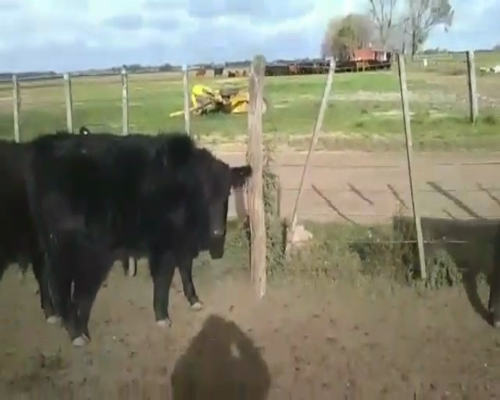 Lote 28 Novillitos en San Andrés de Giles, Buenos Aires