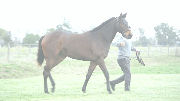 Lote LA DIVERTIDA NIK (NICODEMUS -  LA BULLICIOSA)