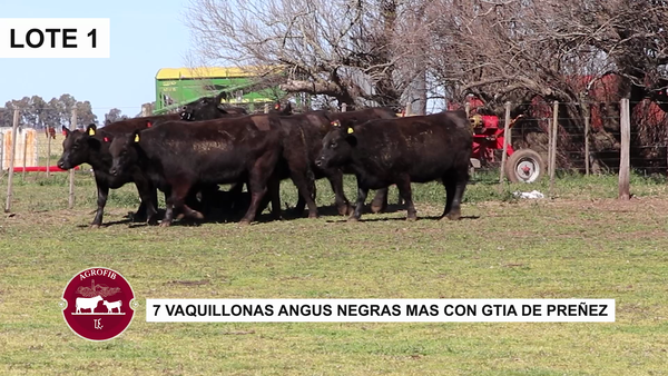 Lote VAQUILLONAS PREÑADAS