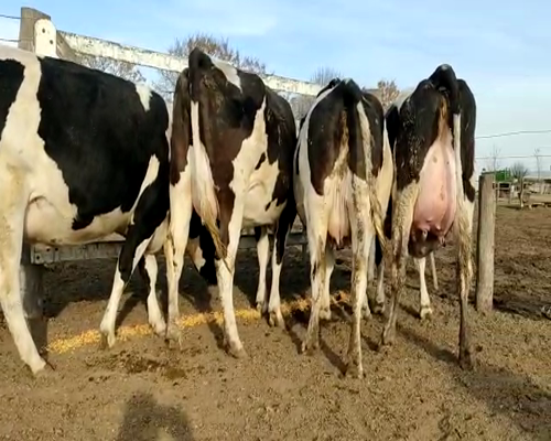 Lote VAQUILLONAS PREÑADAS