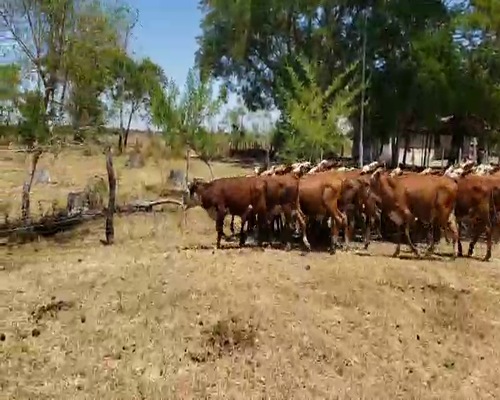 Lote 120 Terneros/as en Itatí, Corrientes