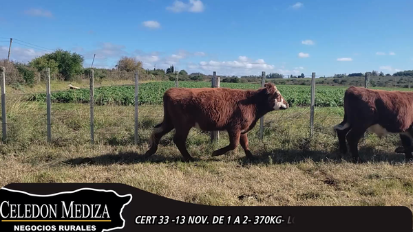 Lote 13 Novillos 1 a 2 años en Canelones, Canelones