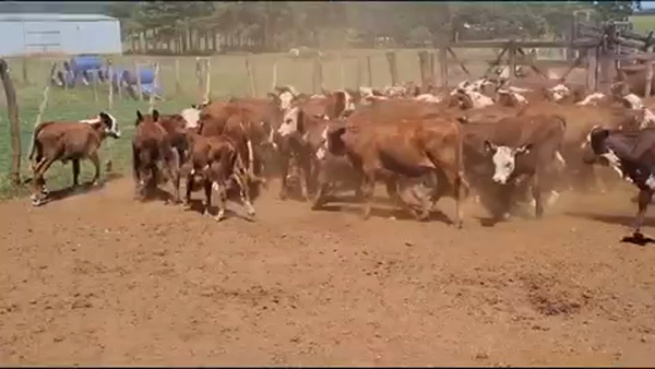 Lote 120 Terneros/as en San José, MISIONES