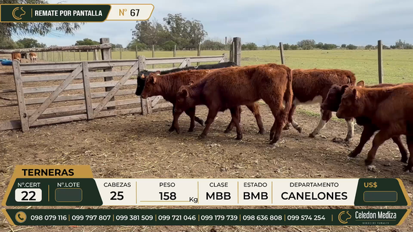 Lote 25 Terneras en Canelones