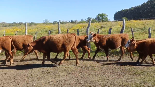 Lote 70 Terneros