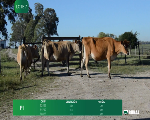 Lote VACAS EN PRODUCCIÓN PREÑADAS