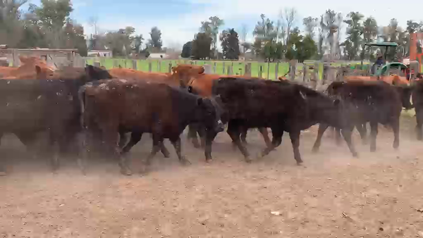 Lote 114 Terneros/as