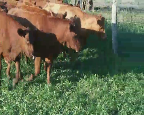 Lote 23 Vaquillonas en Villa Elisa, Entre Ríos