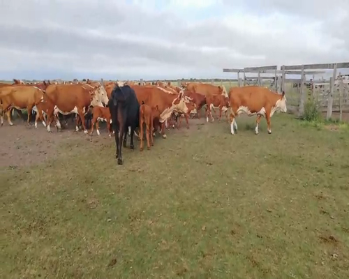 Lote 29 Vacas Paridas en Concordia, Entre Ríos