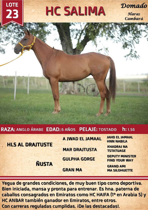 Lote HC SALIMA