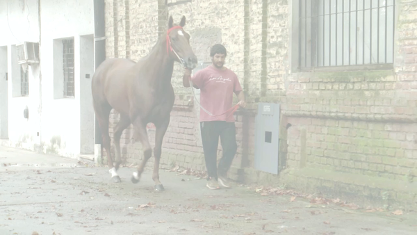 Lote TALENTOSA INE (EQUAL TALENT -  WILD DABBLER) EN TRAINING