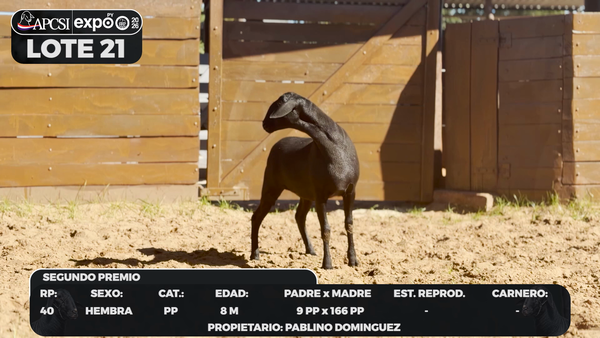 Lote LOTE 21 - CAMPO