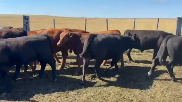 Lote 78 Terneros en Carhue