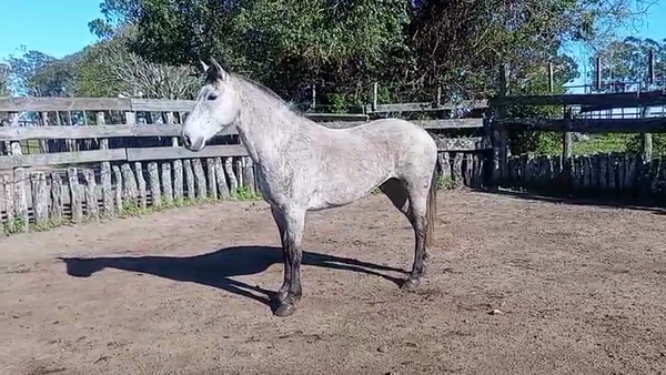 Lote 1 Yeguas Montadas en Corrientes, Curuzú-Cuatiá