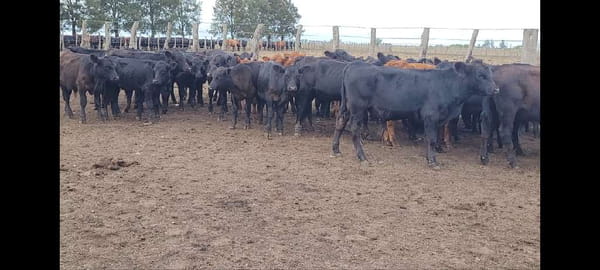 Lote 62 Terneros en Villaguay, Entre Ríos