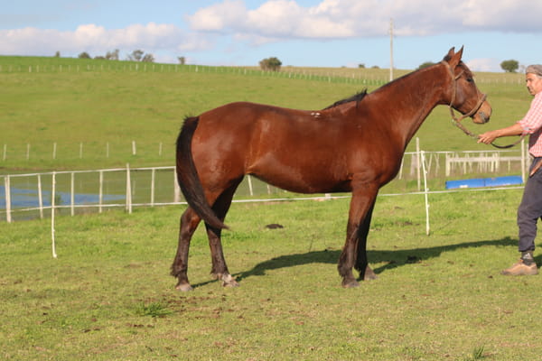 Lote ESCONDIDA DEL CONVENTOS