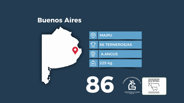 Lote 66 Terneros/as en Buenos Aires, Maipú