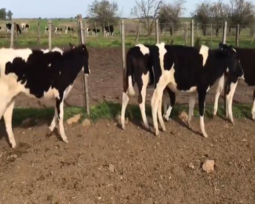 Lote (Vendido)12 Terneros Holando 140kg -  en Chamizo