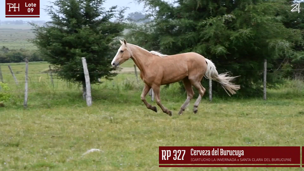 Lote CERVEZA DEL BURUCUYA