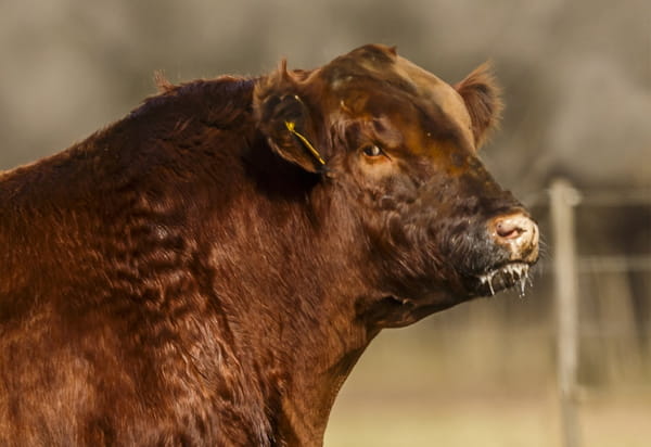 Lote TOROS ANGUS COLORADO  PURO CONTROLADO