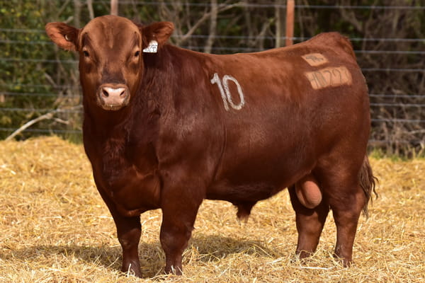 40293 — TOROS ANGUS PC