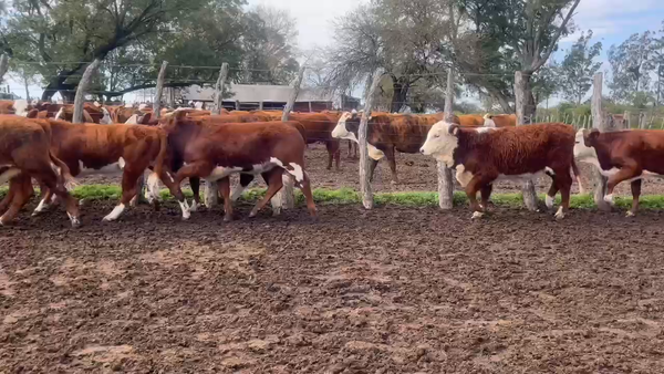 Lote 70 Terneros/as