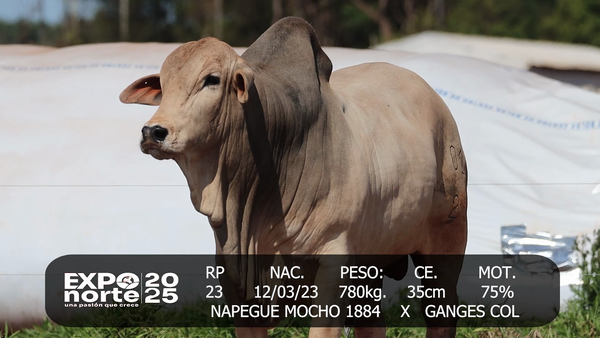 Lote ISABEL