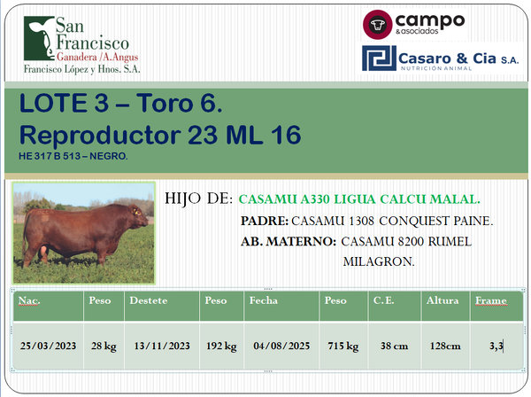 Lote TOROS ANGUS PC. San Francisco