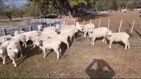 Lote OVEJAS