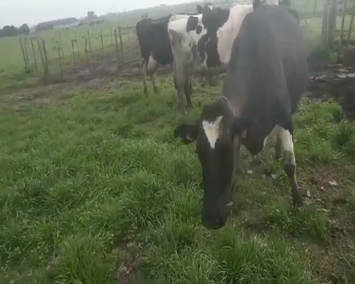 Lote 3 Vacas de Invernada HOLANDO 620kg - , San José